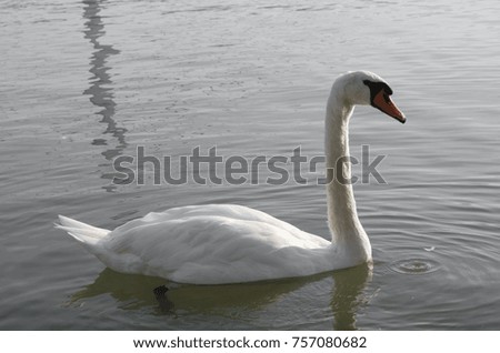 white swan on river