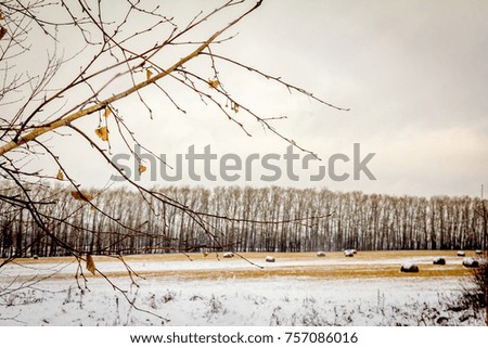 a branch of birch with the last yellow leaves against the background of a snow-covered field with rolls of hay under the autumn sky