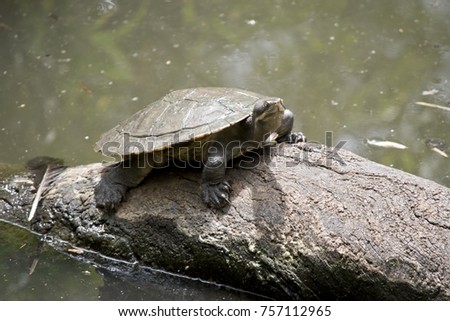 the turtle is standing on the log