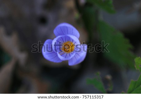 Top view of inside purple striped dutch crocus flower. Close up.