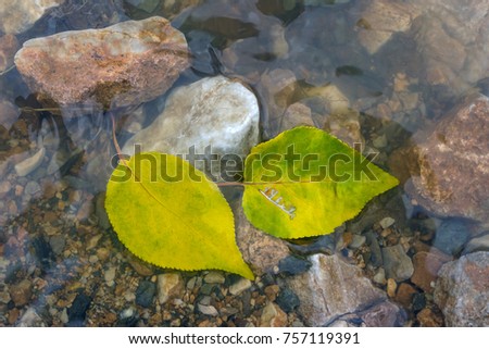 Autumn leaves in a stream. Bright autumn leaves lie in water.
