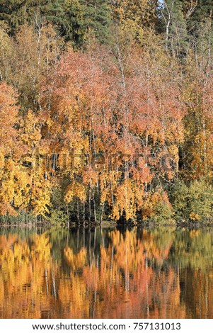 Autumn scenery: colourful trees reflection in the water