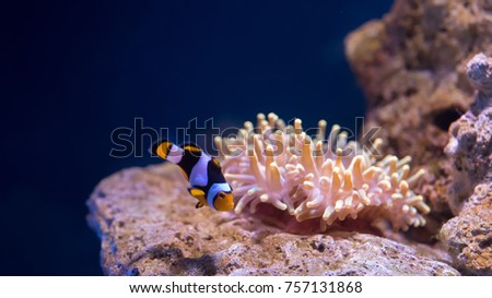 Bubble tip anemone and a clown fish