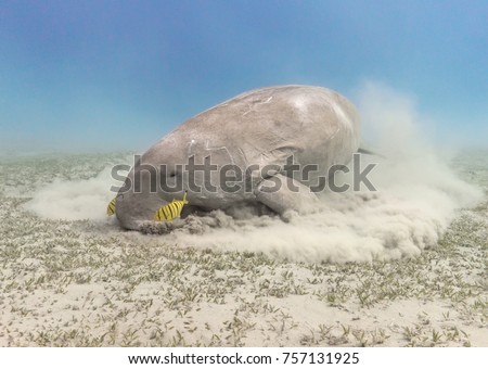 Dugong dugon (seacow or sea cow) feeding sea grass underwater