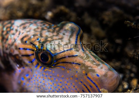 The eye of puffer fish in Banda Sea, Indonesia