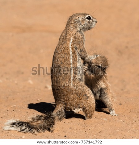 A family of Cape Ground Squirrels near their burrow in the red sand of the Kgalagadi Transfrontier Park in South Africa