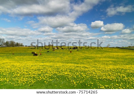 Idyllic meadow with dandelion and irish cows