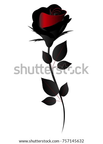 Rose on white background, design element.