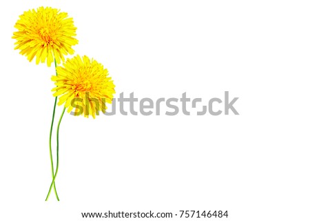 Fluffy dandelion flower isolated on white background.