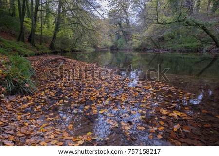 camel river at autumn near Bodmin cornwall UK 