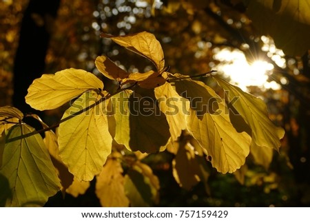 golden sunlight autumn leaves
