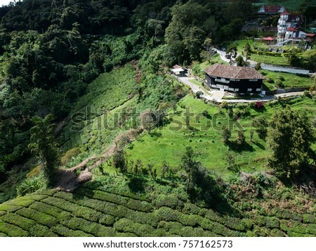 Aerial Photo - Bird's eye view of the tea farm after harvest at morning.