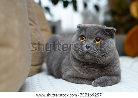Amazing british cat with golden eyes. Sits on the couch in the house.