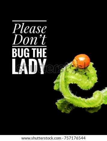 Little lady bug on young fern photo with quote text