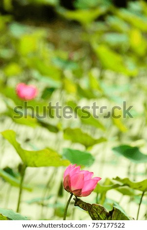 Beautiful lotus and charming landscape
