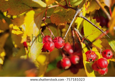 Red, ripe fruit of hawthorn hang on branches with yellow leaves.