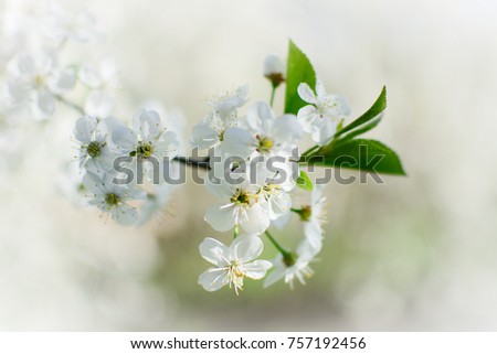 Photo of a branch of blossoming cherry with white flowers