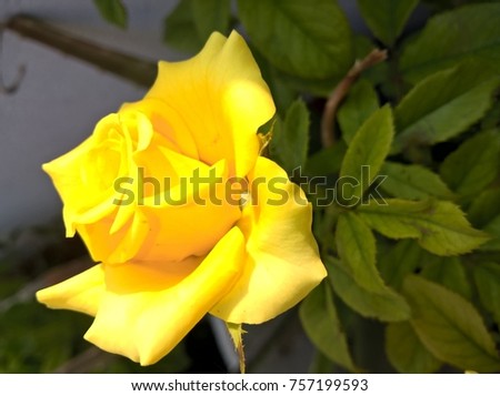 Yellow colour roses 