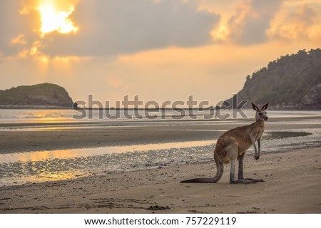 A kangaroo searching for food at the beach at the Cape Hillsborough National Park north of Mackay