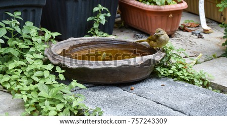Birds Need Fresh , Clean Water For Drinking And Bathing. Image For Graphic,Banners,Presentations,Reports,Wallpaper. Selective Focus.