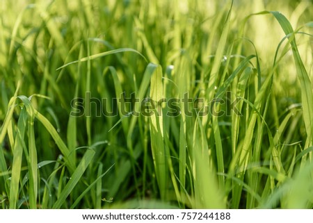 Morning grass with dew on blurrd green background.