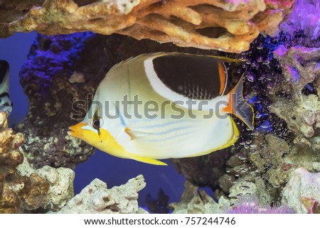 Chaetodon ephippium fish