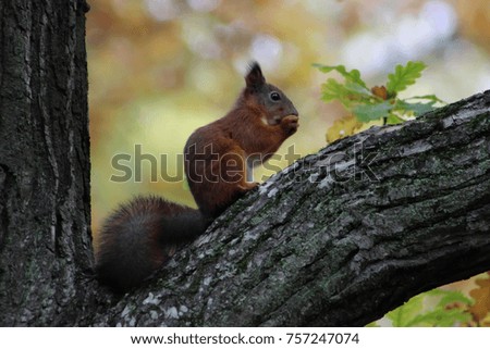Red squirrel eating nut on branch in autumn forest