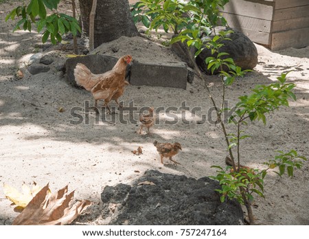 Hen with babies roaming free in remote village on Dravuni Island, Fiji