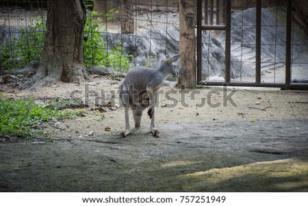 Grey kangaroo standing and looking around on nature background, Thailand zoo.