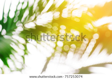 blurred of tropical palm foliage with sunlight backgrounds