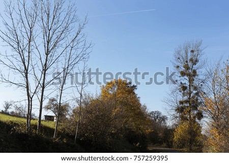 trees branches and berries on them at autumn november landscape when sun shines bright on blue sky near city of munich and stuttgart