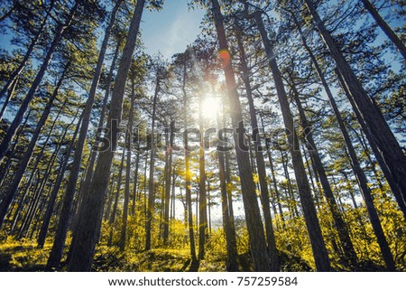 sun rays in the morning forest 