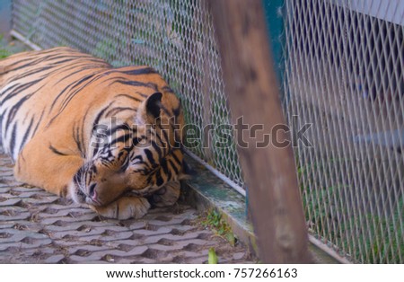 Tiger sleeping on the floor in the zoo