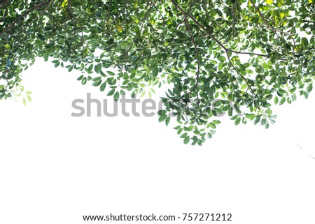 Green leaves isolated on white background Royalty-Free Stock Photo #757271212