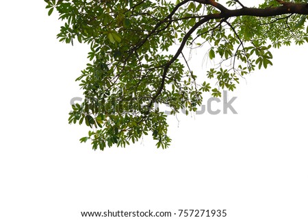 Tree leaves and branch pendant foreground isolated on white for park or garden decorative with clipping path, (Alstonia scholaris, White cheesewood, Black board tree) Royalty-Free Stock Photo #757271935
