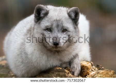 Polar Fox Animal