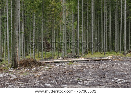 beautiful spruce tree forest in summer rainy wet day