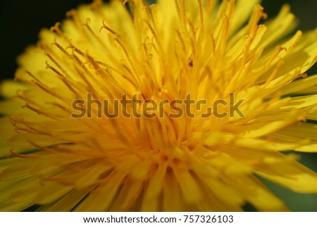 Macro picture of a dandelion blossom