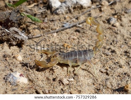 Mesobuthus eupeus is a polymorphic scorpion species belonging to the family Buthidae. Commonly known as the lesser Asian scorpion or the mottled scorpion.