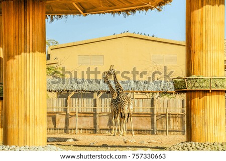 Giraffe couple in a zoo