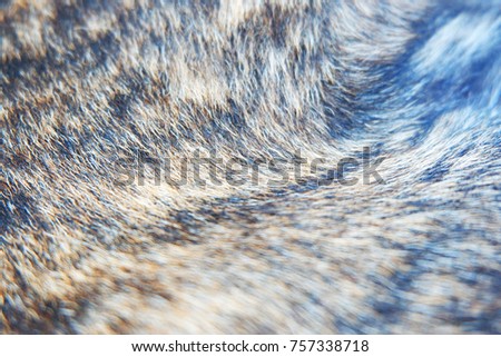 fur hair of dog texture