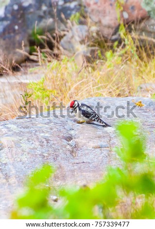 Great Spotted Woodpecker, Sweden.