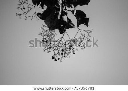 Black leaf photo
