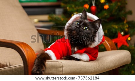 Christmas picture of black cat in Santa costume in armchair