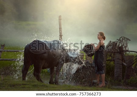 Thailand Beautiful women and buffalo are relaxing by taking a bath in a rice field with light.