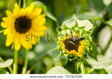 A close-up of the immature, green head and a bright flowering sunflower, beautiful sunflowers in a summer field. Growing young sunflower. The natural background of sunflower. 

