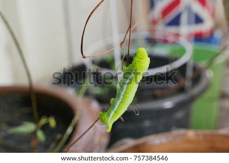the green worm is climbing the vine,blurry background.