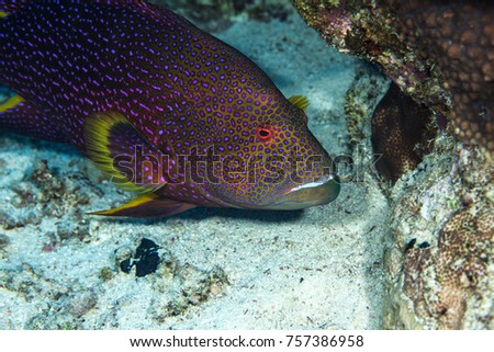 Groupers are fish of any of a number of genera in the subfamily Epinephelinae of the family Serranidae, in the order Perciformes.
