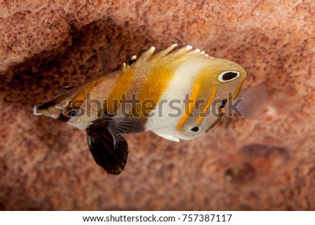 Coradion melanopus, known commonly as the twospot coralfish