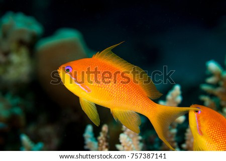 Sea Goldie, Pseudanthias squamipinnis Royalty-Free Stock Photo #757387141